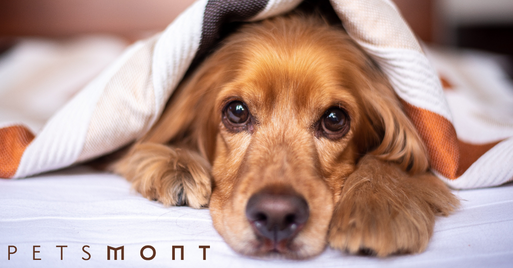 Most Innovative Dog Products You Missed in 2019