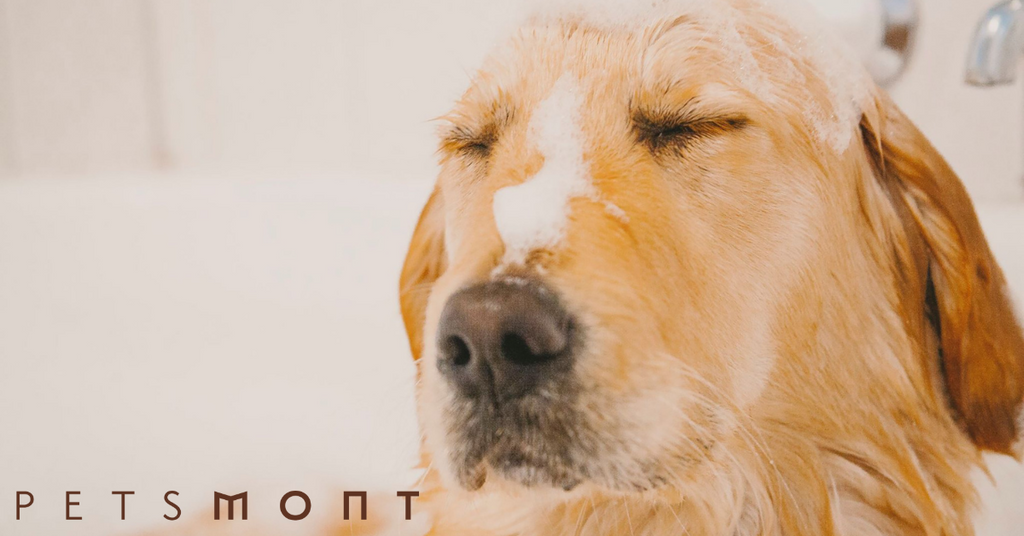 Best Dog Shampoo: Shampoos for All Skin Types
