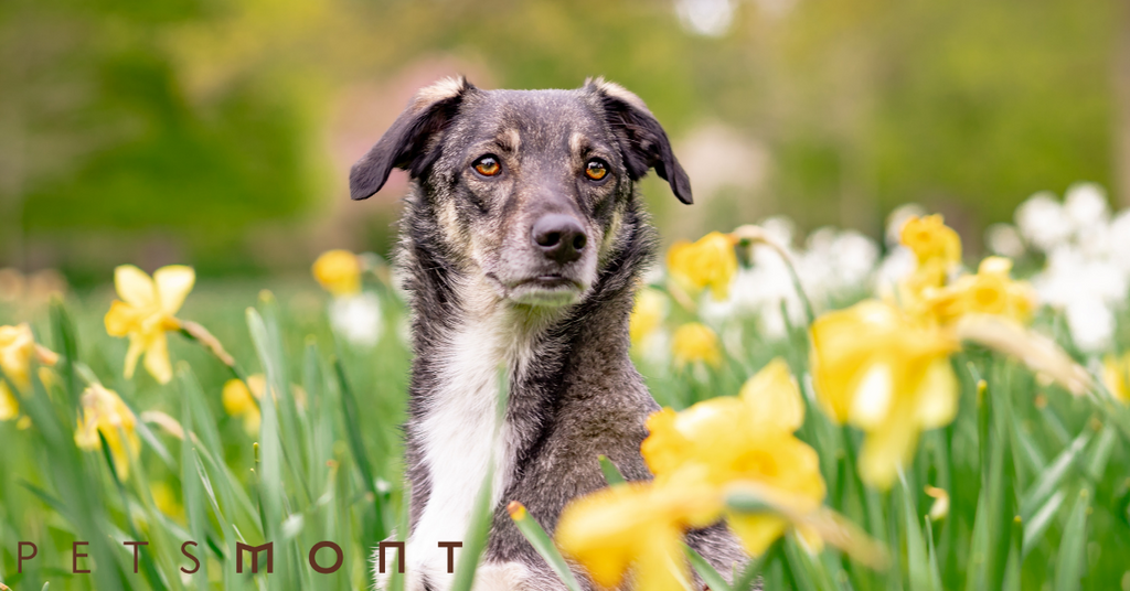 Dog Allergy Testing: What You Need to Know