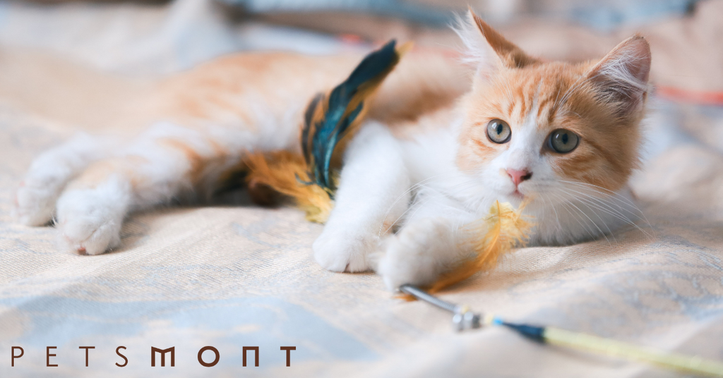 Best Cat Breeds for Families with Kids