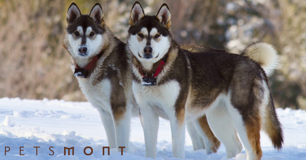 Malamute Dog: Know These Things About This Wonderful Dog