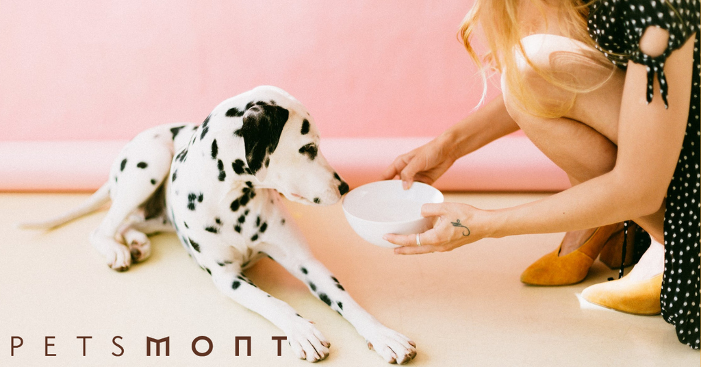 Dog Food: Does It Really Matter What You Use?