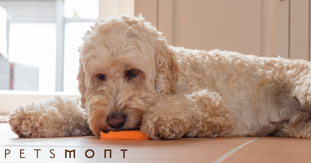 Dog CPR: What You Need to Know About these Life Saving Measures