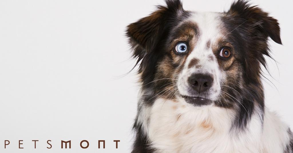 Australian Shepherd Rescue: What You Need to Know
