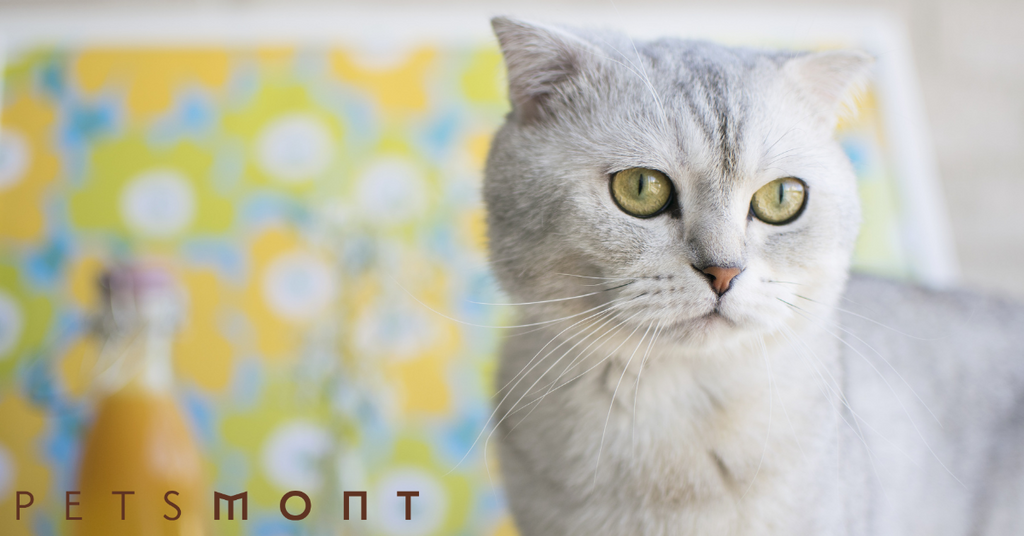 What You Need To Know About the Scottish Fold Munchkin Cat