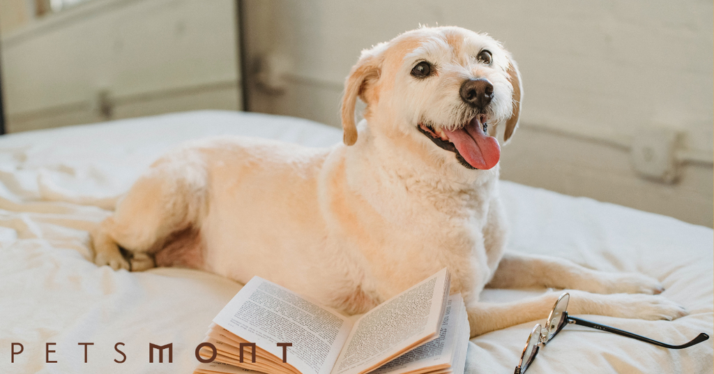 Proven Strategies to Prevent Cognitive Decline in Your Dog