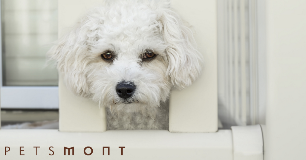 Symptoms of Diabetes in Dogs