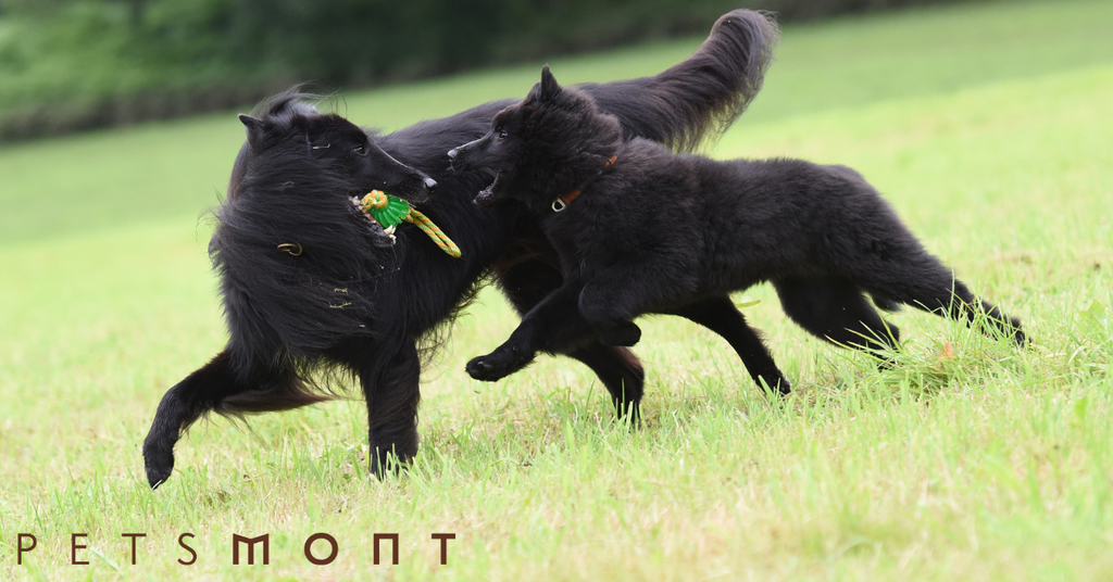 Life Cycle of a Dog: What You Should Know