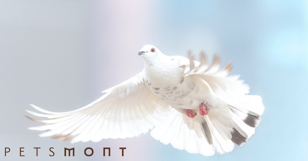 Top Differences Between Dove vs Pigeon