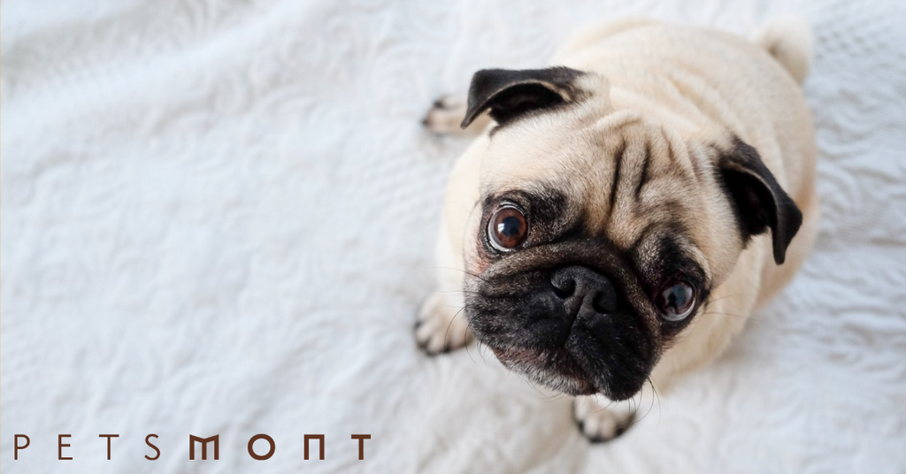 Is Probiotic for Dogs Worth It: Here's What You Need to Know