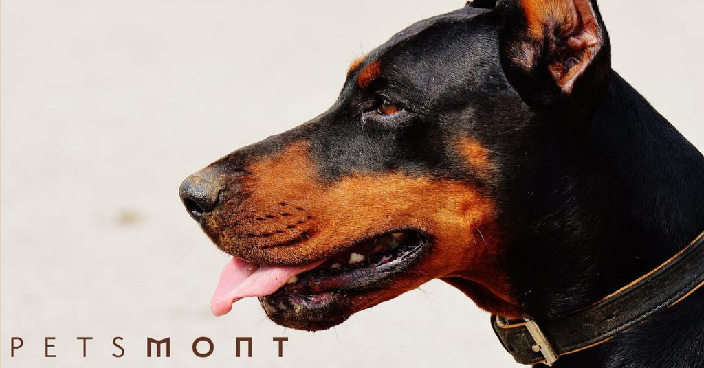 Coolest Facts About the German Pinscher