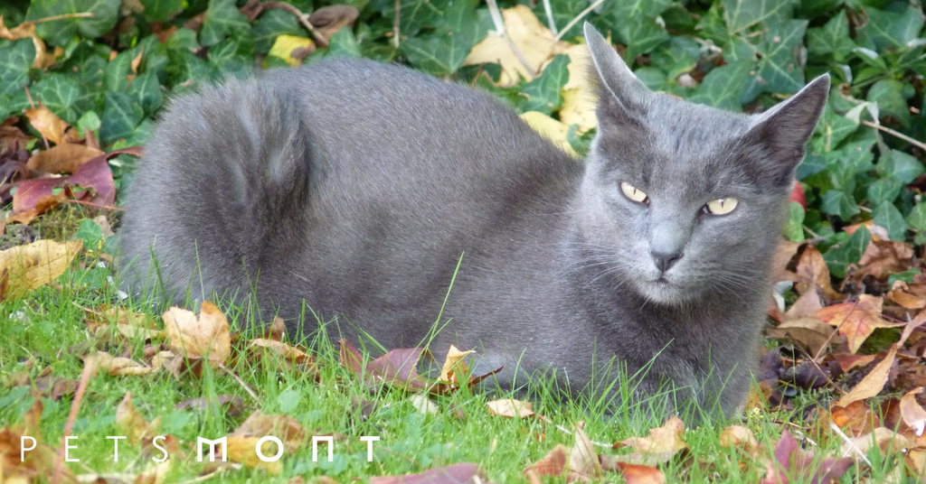 Korat Cat: Everything You Need to Know