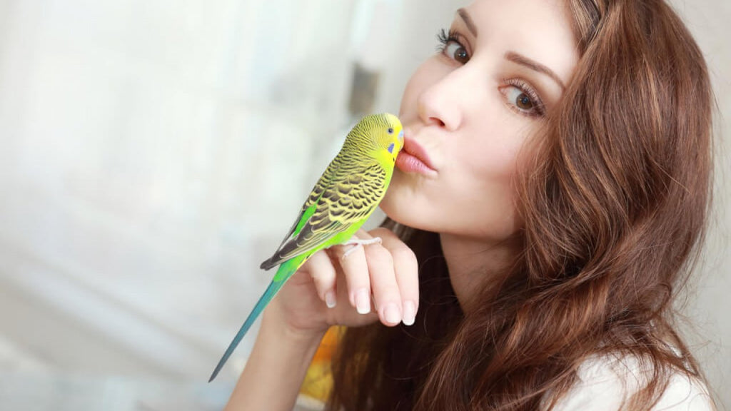 Five Reasons A Bird Makes The Perfect First Pet For You