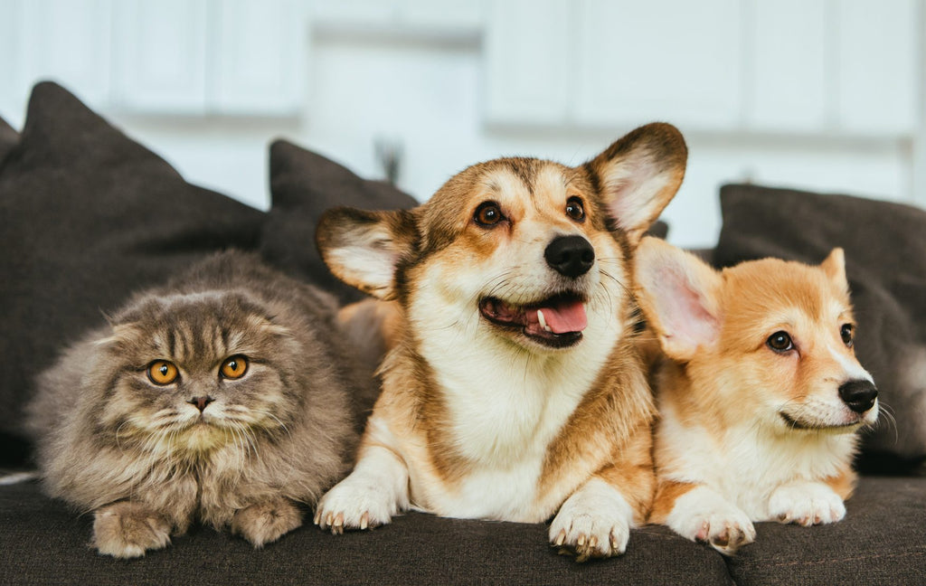 The Risks and the Benefits of Pets