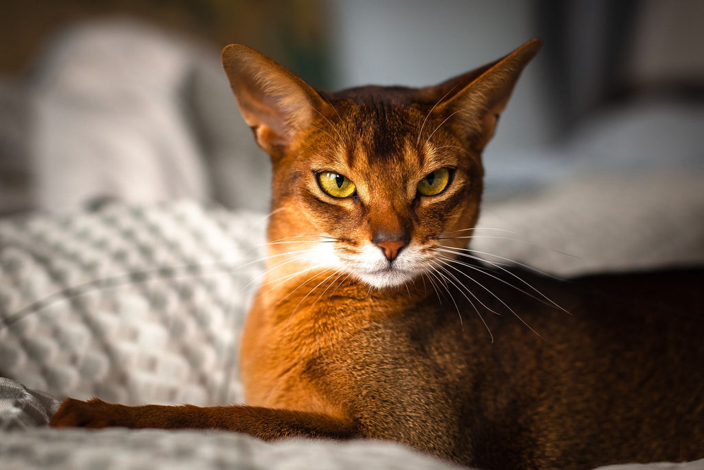 Abyssinian Kitten: What to Know Before Adoption