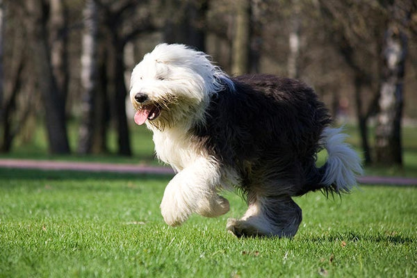 Interesting Things About the Old English Shepherd Dog