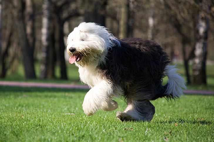 Interesting Things About the Old English Shepherd Dog