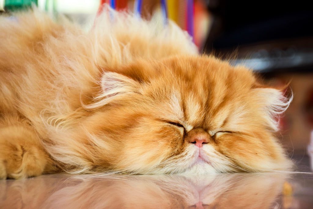 Garfield Cat Breed: The Persian Tabby