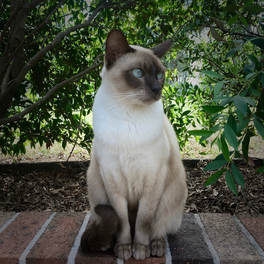 Everything You Need To Know About Tonkinese Kittens