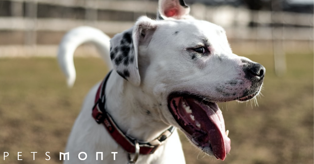 Dog Lifespan: See These Top 5 Influencing Factors