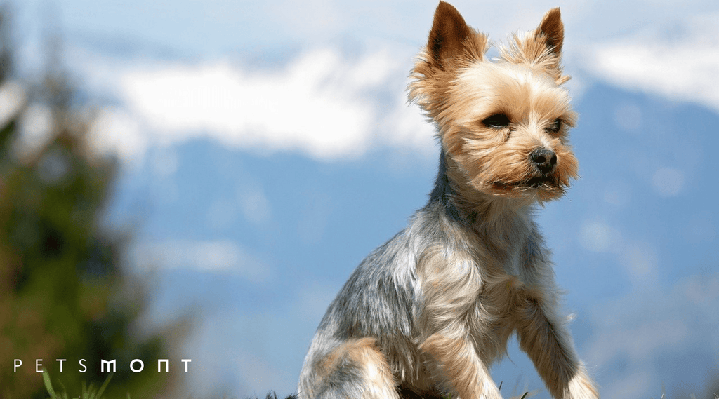 4 Ways to Keep Yorkshire Terriers’ Coat Shiny and Healthy