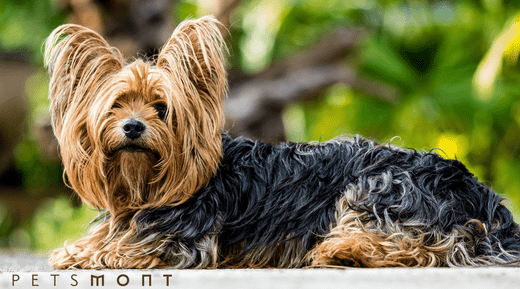 9 Wonderful Ways to Relieve Your Yorkshire Terrier's Itchiness