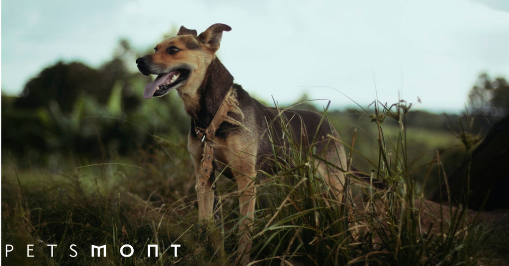 See These Top 7 Hunting Dog Breeds