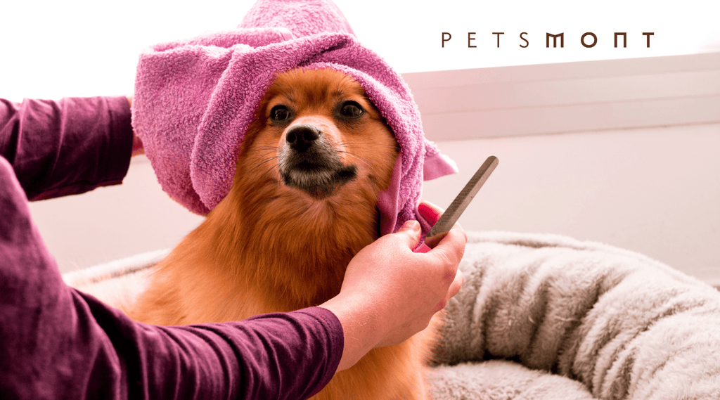6 Ways to Keep Dogs’ Coat Shiny and Healthy