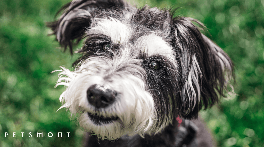 5 Ways to Keep Miniature Schnauzers' Coat Shiny and Healthy