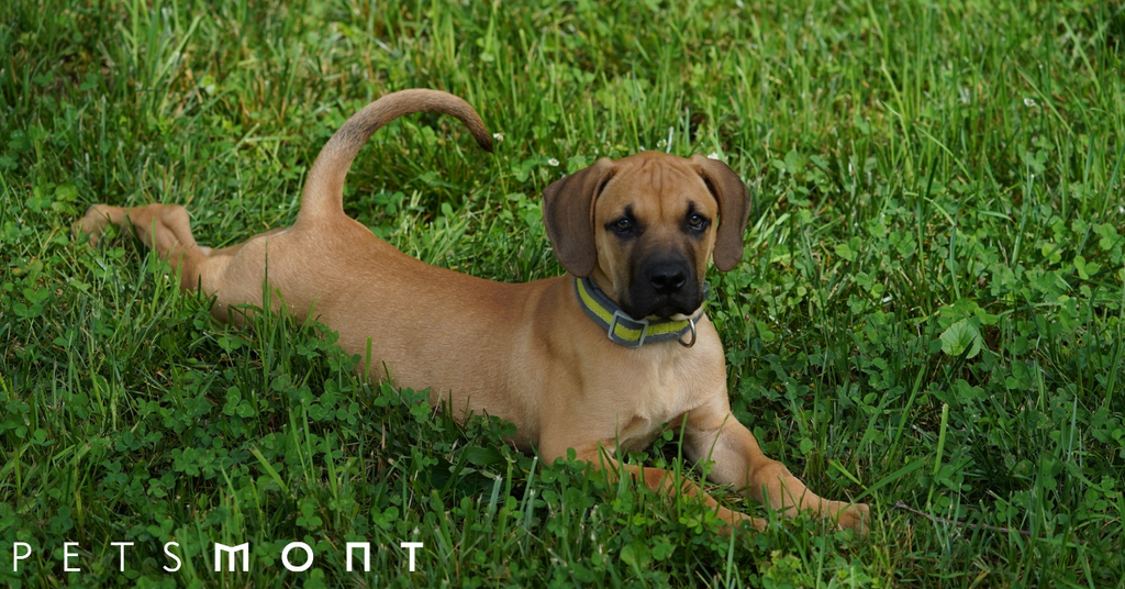 What Is the Cur Dog Breed: See These 5 Amazing Things About Cur Dogs
