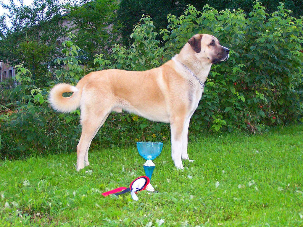 Turkish Dog: Kangal Shepherd Dog