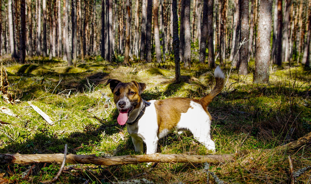 Training Your Jack Russell Rescue
