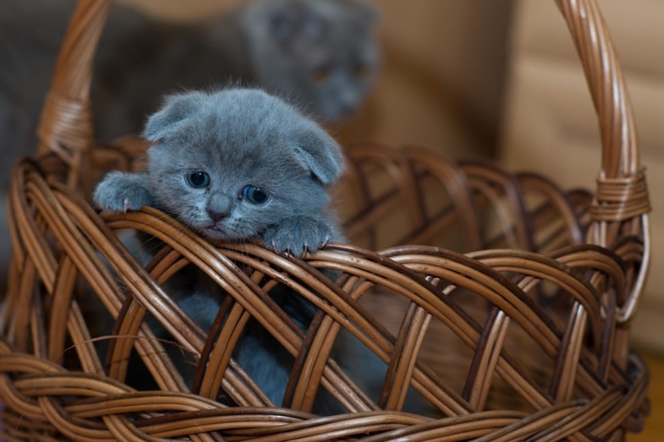 Having A Baby - How To Keep Your Newborn And Cat at Home Happy