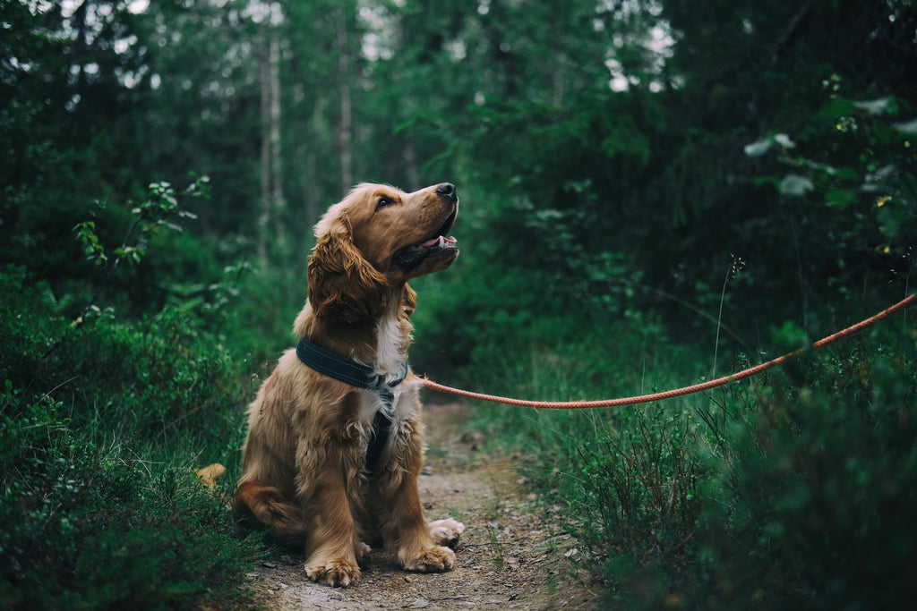 Canine Hip Dysplasia: Everything You Need to Know