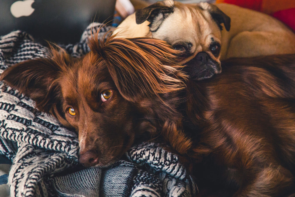 Dog Allergies: Find Out Now if Your Pet Has Them