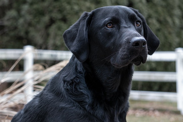 Afador Dog: Everything You Need to Know
