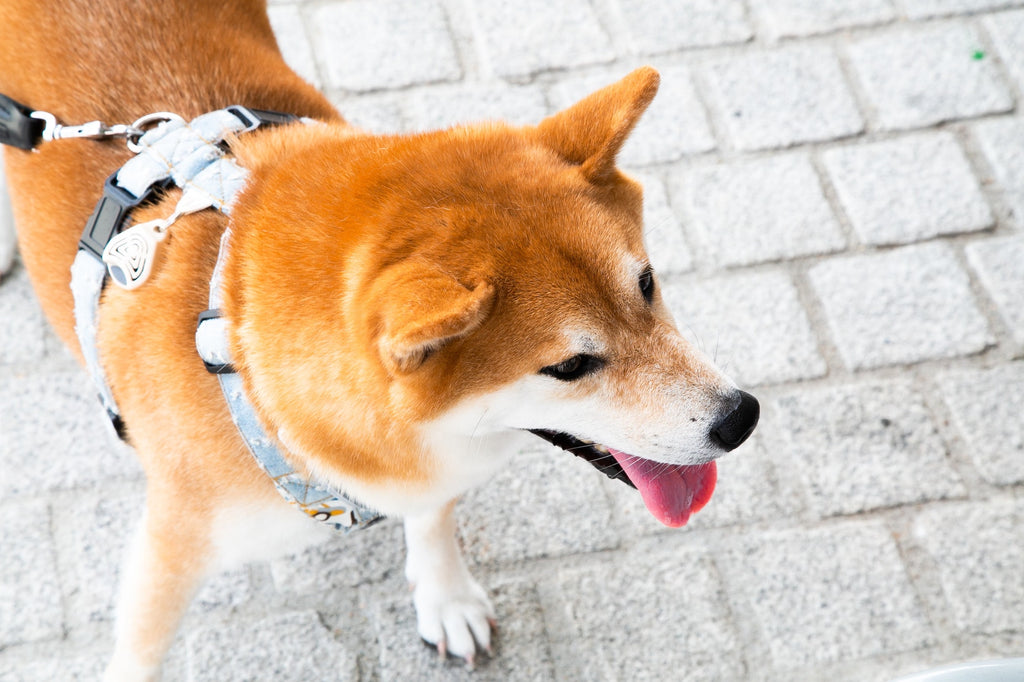 Shiba Inu Adoption: Everything You Need to Know