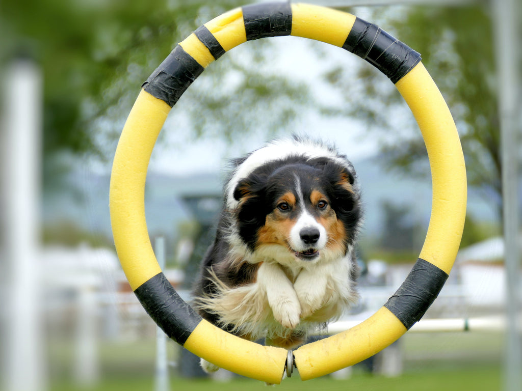 The Dog Agility's Clean Run