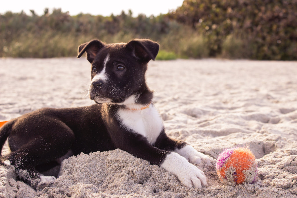 6 Surprising Reasons That Explain Dog Scooting and How to Prevent It for Good