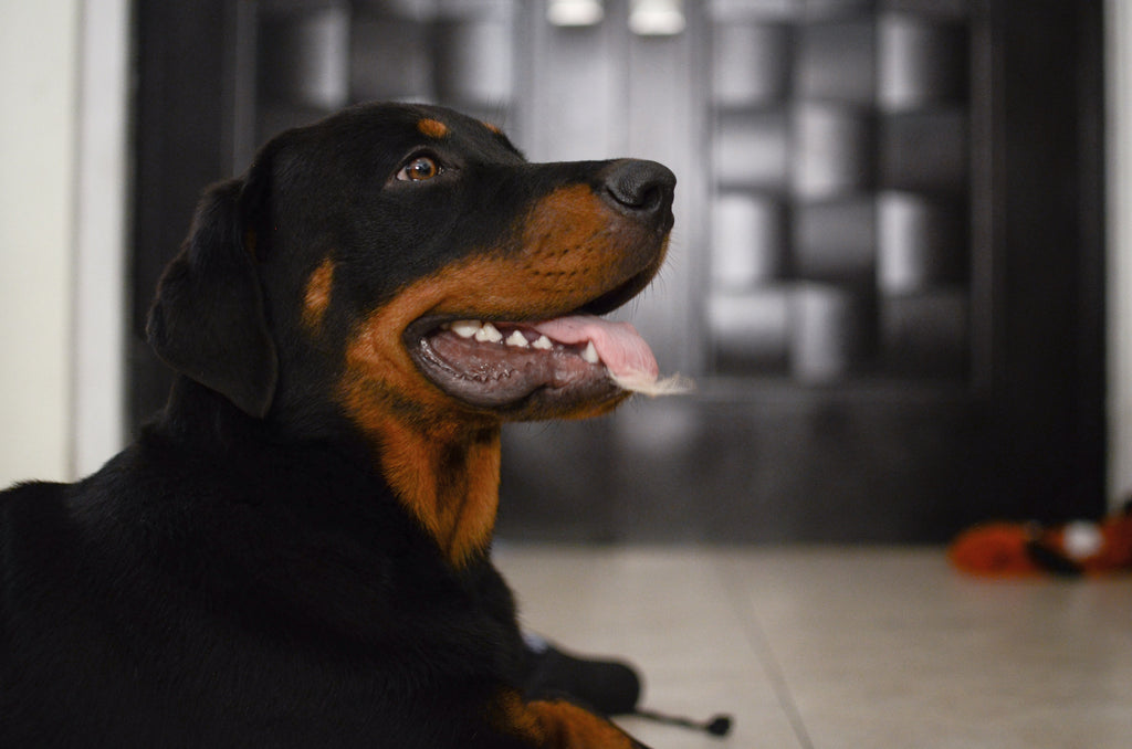 The Best Food for Rottweiler Puppy