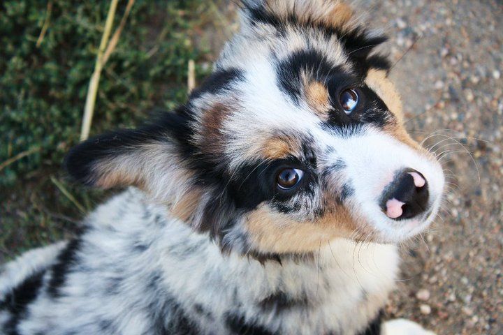 Auggie Puppies: Shepherds that Stay Small Forever