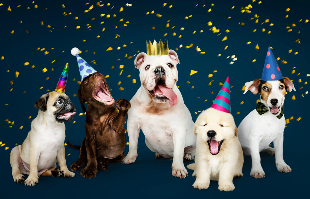 4 Great Tips on Celebrating Family Holidays with Pets