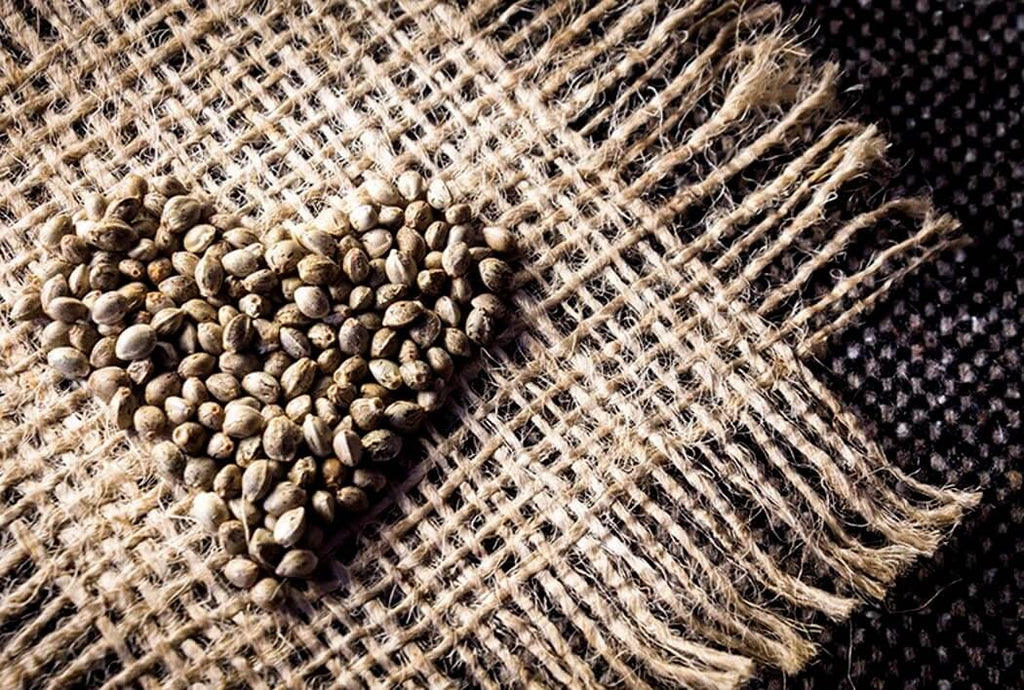 Why Your Pet Needs Better Food For A Longer Life