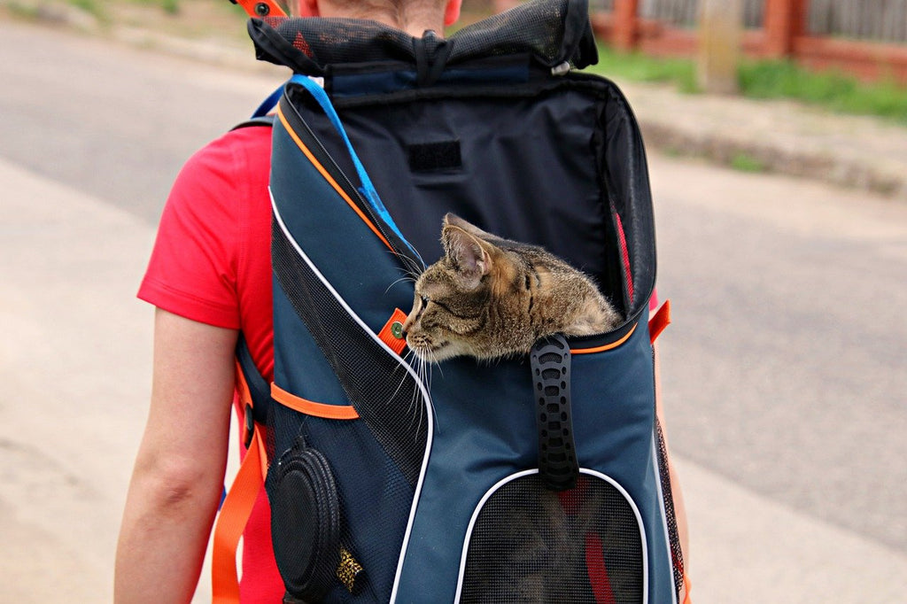The 5 Steps to Helping Your Cat Adjust to a New Home