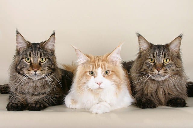 Norwegian Forest Cat vs Maine Coon: What You Need To Know