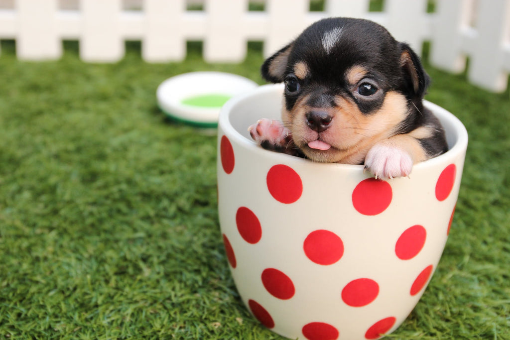 Will Pet Insurance Ever Save You Money