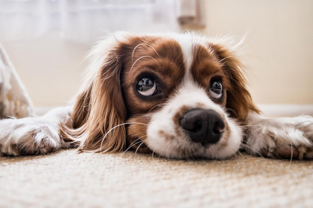 9 Awesome and Proven Salmon Oil for Dogs Benefits You Need To Know