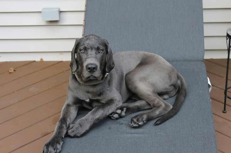 Top Facts Regarding the Daniff Dog