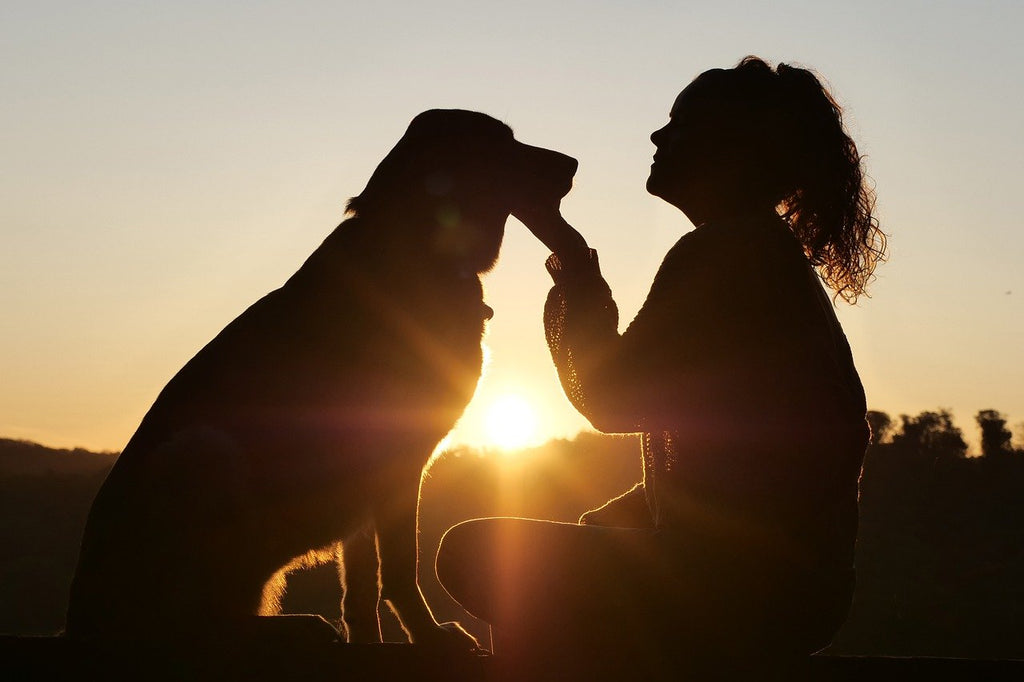 Here is a Secret Way to Know If a Dog Really Wants to Be Petted
