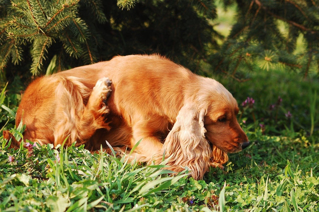 21 Natural Remedies You Can Give Every Dog for Allergies and Itching